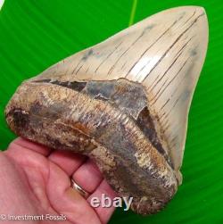 6 MEGALODON Shark Tooth Real Fossil INDONESIAN NO RESTORATIONS 15.2 oz