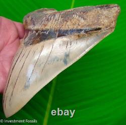 6 MEGALODON Shark Tooth Real Fossil INDONESIAN NO RESTORATIONS 15.2 oz
