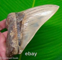 6 MEGALODON Shark Tooth Real Fossil INDONESIAN NO RESTORATIONS 15.2 oz