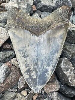 6 Megalodon Shark Tooth Fossil West Java Indonesia Gem