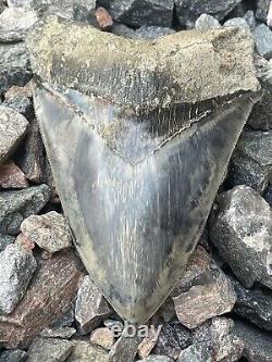 6 Megalodon Shark Tooth Fossil West Java Indonesia Gem