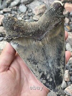 6 Megalodon Shark Tooth Fossil West Java Indonesia Gem