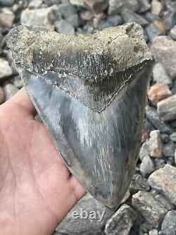 6 Megalodon Shark Tooth Fossil West Java Indonesia Gem