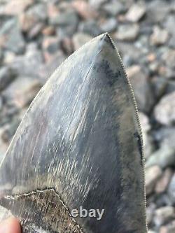 6 Megalodon Shark Tooth Fossil West Java Indonesia Gem