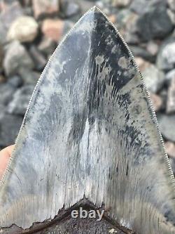 6 Megalodon Shark Tooth Fossil West Java Indonesia Gem