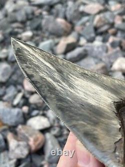 6 Megalodon Shark Tooth Fossil West Java Indonesia Gem