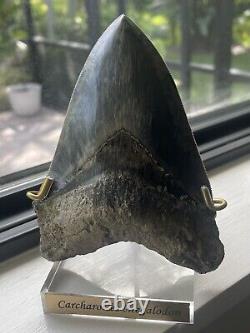 6 Megalodon Shark Tooth Fossil West Java Indonesia Gem