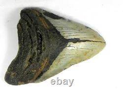 6 inch Fossil Megalodon Prehistoric Shark Tooth Teeth. Massive Tooth