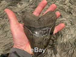 6 inch Huge Beautiful Megalodon Tooth Fossil Shark Teeth