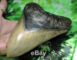 7 3/16 Inch Megalodon Fossil Sharks Tooth Sharks Teeth/ Great White/mako