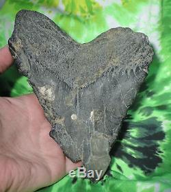 7 3/16 Inch Megalodon Fossil Sharks Tooth Sharks Teeth/ Great White/mako