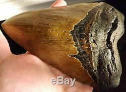 7 Inch Giant Megalodon Shark Tooth