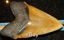 7 Inch Giant Megalodon Shark Tooth