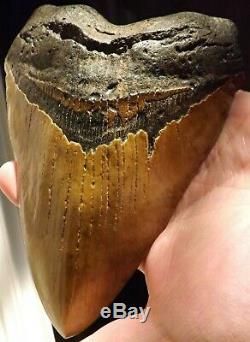 7 Inch Giant Megalodon Shark Tooth