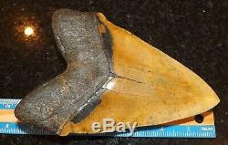 7 Inch Giant Megalodon Shark Tooth