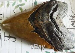 7 Inch Giant Megalodon Shark Tooth