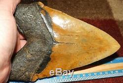 7 Inch Giant Megalodon Shark Tooth