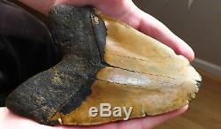 7 Inch Giant Megalodon Shark Tooth