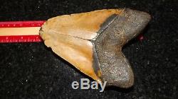 7 Inch Giant Megalodon Shark Tooth
