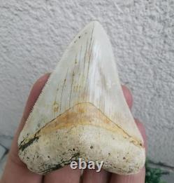 7 cm x 6.1 cm very beautiful Indonesian Megalodon tooth
