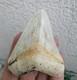 7 Cm X 6.1 Cm Very Beautiful Indonesian Megalodon Tooth