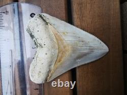 7 cm x 6.1 cm very beautiful Indonesian Megalodon tooth