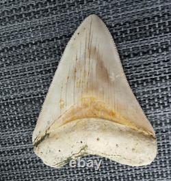 7 cm x 6.1 cm very beautiful Indonesian Megalodon tooth