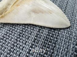 7 cm x 6.1 cm very beautiful Indonesian Megalodon tooth