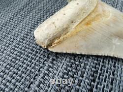 7 cm x 6.1 cm very beautiful Indonesian Megalodon tooth