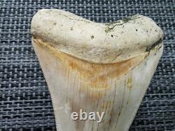 7 cm x 6.1 cm very beautiful Indonesian Megalodon tooth