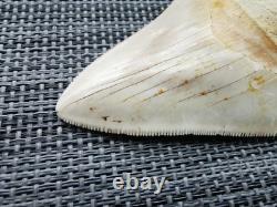 7 cm x 6.1 cm very beautiful Indonesian Megalodon tooth