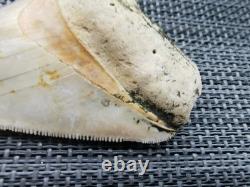 7 cm x 6.1 cm very beautiful Indonesian Megalodon tooth