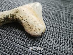 7 cm x 6.1 cm very beautiful Indonesian Megalodon tooth