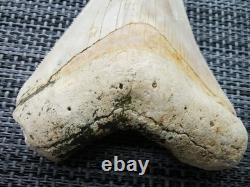 7 cm x 6.1 cm very beautiful Indonesian Megalodon tooth