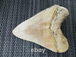 7 cm x 6.1 cm very beautiful Indonesian Megalodon tooth 7 cm x 6.1 cm very beautiful Indonesian Megalodon tooth