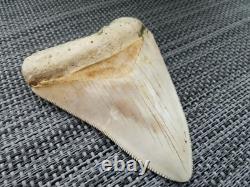 7 cm x 6.1 cm very beautiful Indonesian Megalodon tooth