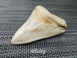 7 cm x 6.1 cm very beautiful Indonesian Megalodon tooth
