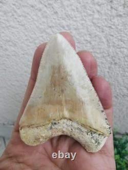 7 cm x 6.1 cm very beautiful Indonesian Megalodon tooth