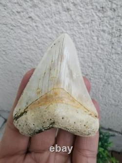 7 cm x 6.1 cm very beautiful Indonesian Megalodon tooth