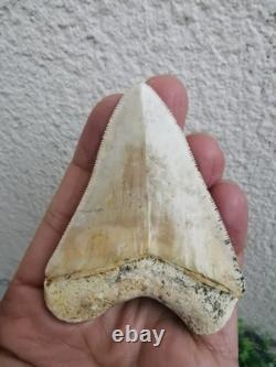 7 cm x 6.1 cm very beautiful Indonesian Megalodon tooth