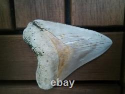 7 cm x 6.1 cm very beautiful Indonesian Megalodon tooth