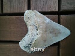 7 cm x 6.1 cm very beautiful Indonesian Megalodon tooth