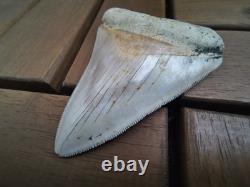 7 cm x 6.1 cm very beautiful Indonesian Megalodon tooth