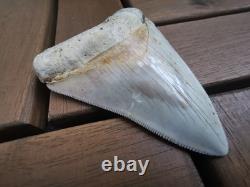 7 cm x 6.1 cm very beautiful Indonesian Megalodon tooth