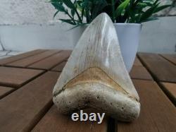 7 cm x 6.1 cm very beautiful Indonesian Megalodon tooth