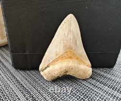 7 cm x 6.1 cm very beautiful Indonesian Megalodon tooth