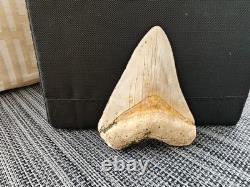 7 cm x 6.1 cm very beautiful Indonesian Megalodon tooth