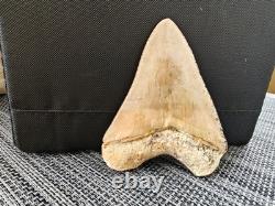 7 cm x 6.1 cm very beautiful Indonesian Megalodon tooth