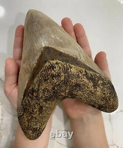 7inch Monster Indonesian Megalodon Shark Tooth