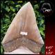 #800 6.65 Gigantic Megalodon Tooth 100% Natural / 17.77 Oz